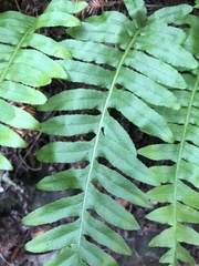 Polypodium californicum