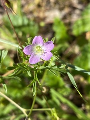 Geranium homeanum