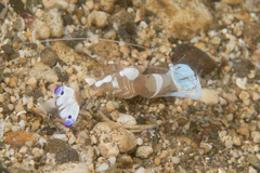 Ancylomenes magnificus