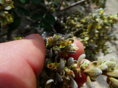 Thymelaea
