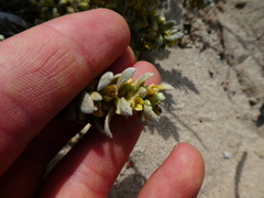 Thymelaea