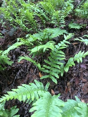Polypodium californicum