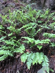 Polypodium californicum