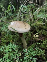 Zhuliangomyces illinitus