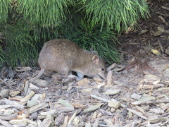 Isoodon obesulus obesulus