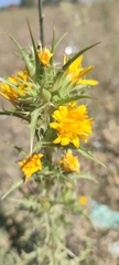 Scolymus