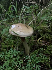 Zhuliangomyces illinitus