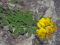 Leobordea