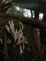 Clavulina rugosa