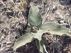 Solanum campylacanthum