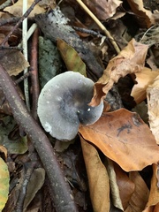 Amanita vaginata
