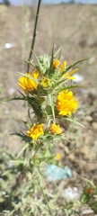Scolymus