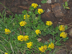 Leobordea