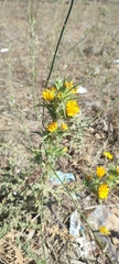 Scolymus