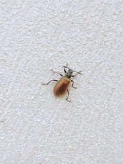 Lagria villosa