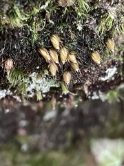 Diphyscium foliosum