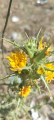 Scolymus