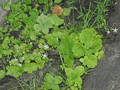 Crassula umbraticola