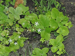 Crassula umbraticola