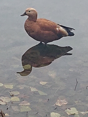 Tadorna ferruginea