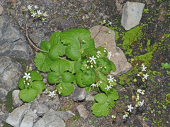 Crassula umbraticola