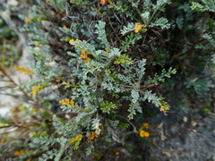 Artemisia caerulescens gallica