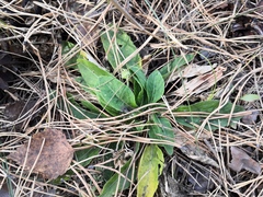 Viola gmeliniana