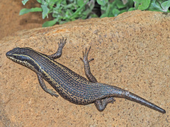 Trachylepis punctatissima