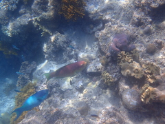 Chlorurus microrhinos