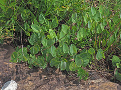 Afroaster perfoliatus