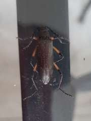 Stenochiini