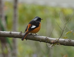 Phoenicurus auroreus