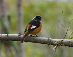 Phoenicurus auroreus