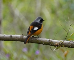 Phoenicurus auroreus