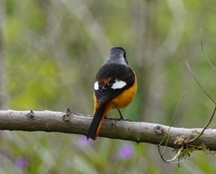 Phoenicurus auroreus