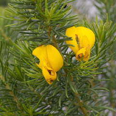 Cyclopia genistoides