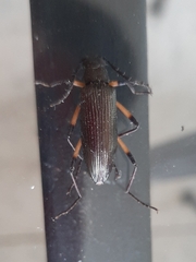 Stenochiini