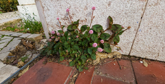 Persicaria capitata