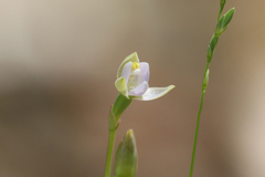 Thelymitra pauciflora