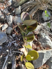 Hoya australis australis