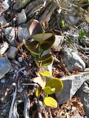 Hoya australis australis