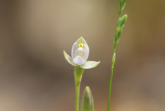 Thelymitra pauciflora