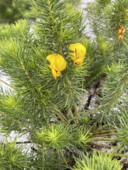 Cyclopia genistoides