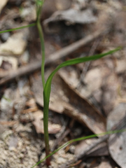 Thelymitra pauciflora