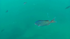 Chromis punctipinnis