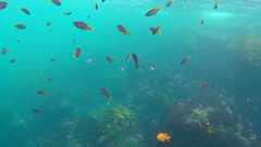 Chromis punctipinnis