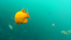 Hypsypops rubicundus