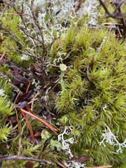 Cladonia gracilis