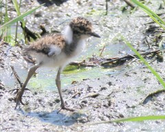 Vanellus coronatus