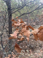 Quercus ellipsoidalis